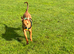 10 month old red dog x doberman x