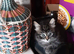 Playful Kittens for sale.
