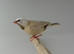 Long-tailed Finch