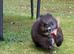 Pomeranian puppy