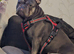 Blue french bulldog
