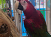 Beautiful silly tame greening macaw female