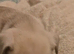 French Bulldog Puppy ready Now