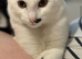 Millie - 8 month old kitten