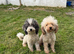 One black Miniature girls back available!
