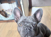 SMURF - Beautiful Frenchie