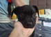 Dachshund x french bulldog