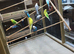 Aviary clearance budgies, finches and doves