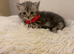 British shorthair Kittens
