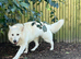Proven - White German Shepherd Dog - at Stud