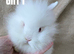 BEAUTIFUL PUREBRED LIONHEAD BABIES