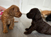 F1B ready now reduced last girl