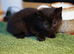 Adorable Kittens Looking for Loving Homes – £30 Each