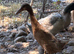 2 female runner ducks