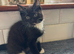 5 beautiful kittens for sale