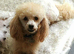 BEAUTUFUL KC FULL PEDIGREE PHANTOM MALE TOY POODLE WITH CERTIFICATES/PAPERS FOR SALE