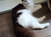 Cat for adoption