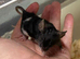 Baby fancy male mice for sale