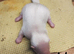 Skunk kits
