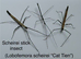 Various stick insect and leaf insect eggs - Several species - Delivery possible