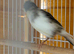 Breeding pair fifth canaries