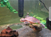 Pink Bellied Sideneck Turtle For Sale