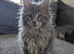 TICA Registered Maine Coon Kittens