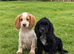 Cocker spaniel puppies
