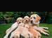 Buddy - Labrador