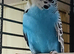 Some lovely budgies for sale