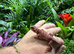 100% Baby Red Monster Bearded Dragons