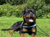 Proven ADRK KC Rottweiler for stud