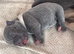 Olde English bulldog cross puppies for sale.