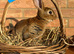 Standard Rex Rabbits [Ready to Leave]
