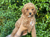 Daisy – Beautiful Toy Poodle Girl Looking for Her Forever Home