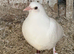 Roller pigeons