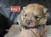 6 beautifull pomeranian baby's
