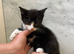 Mixed breed kittens