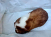 Beautiful female guinea pig