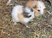 3 beautiful Sows/girls 1 boar available