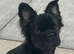 Beautiful fluffy 7 month old female