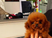 Micro asian toy poodle stud