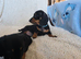 Six beautiful miniature smooth haired dachshunds