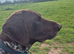 German shorthaired pointer stud