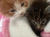 Ginger kittens