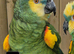 Blue Fronted Amazon Parrot