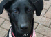 Doberman cross ladador
