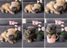Stunning Pomeranian puppies