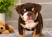 KC REGISTERED ENGLISH BULLDOG PUPPIES