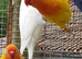 Opaline Lovebirds